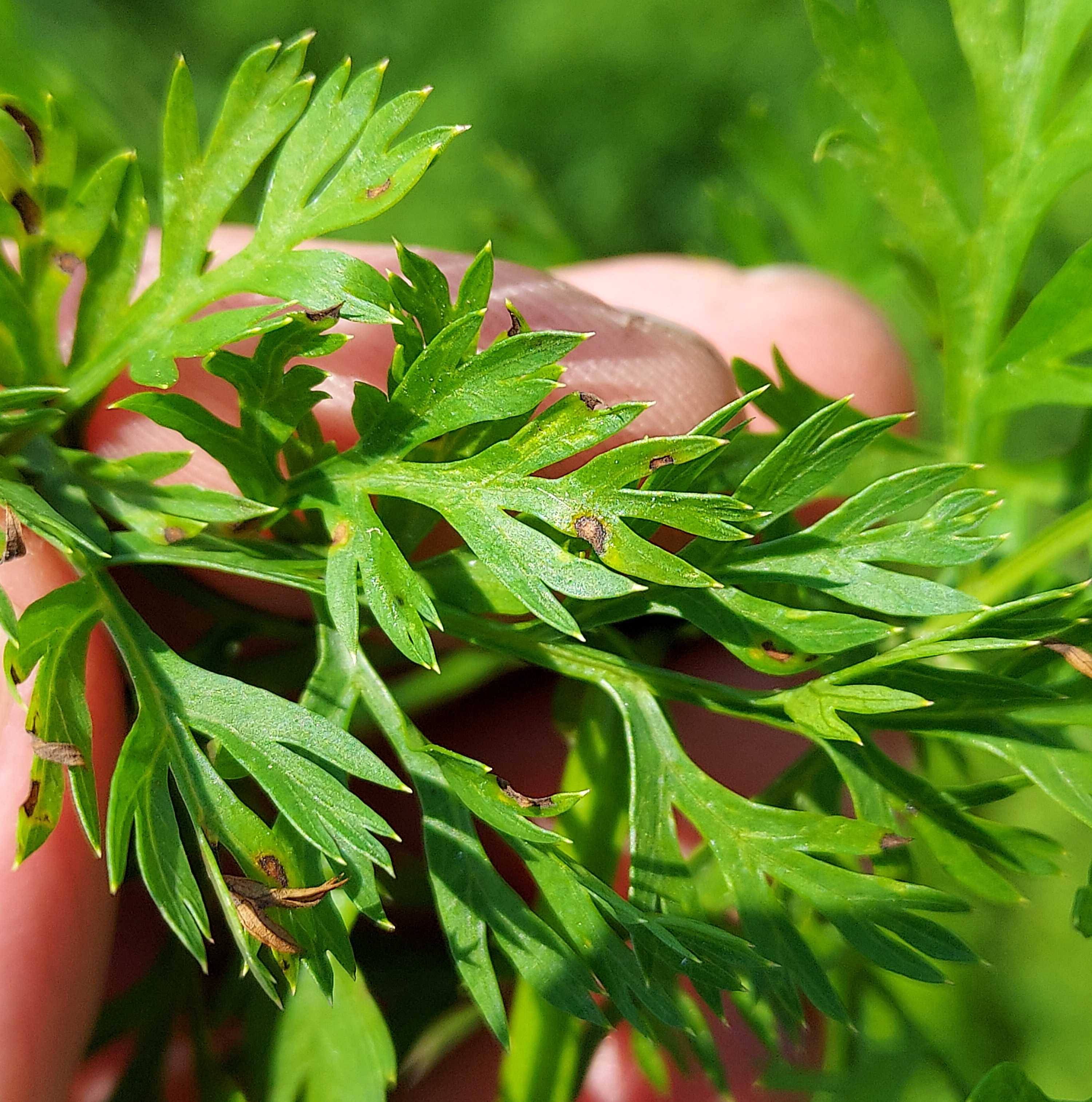 Leaf lesions on carrot